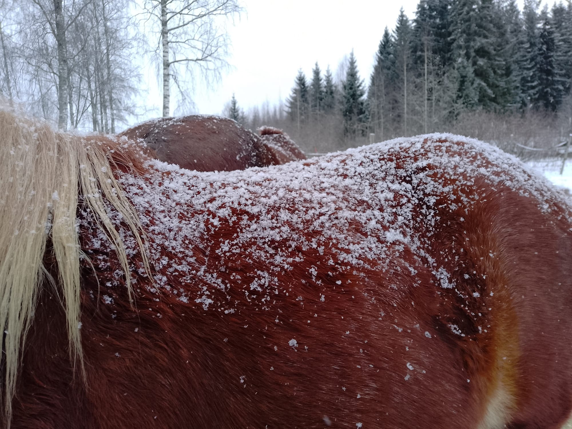 Mitä tiedämme hevosen lämmönsäätelystä?